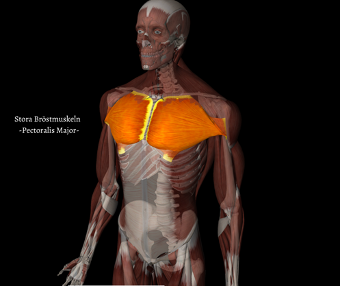 Prime mover - Stora bröstmuskeln  Ursprung:  Nyckelben, bröstben och revben 2-6   Fäste:  Stora tuberkeln på överarmsbenet   Funktion:  Böjning och sammanföring av axelleden, horisontell adduktion av överarmen framför kroppen.