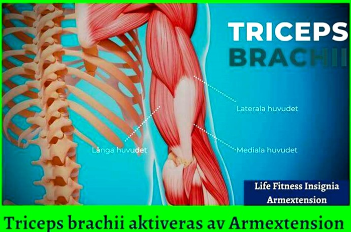 Armextension-Triceps Nautilus ONE - triceps-brachii-aktiveras-av-armextension (1).jpg