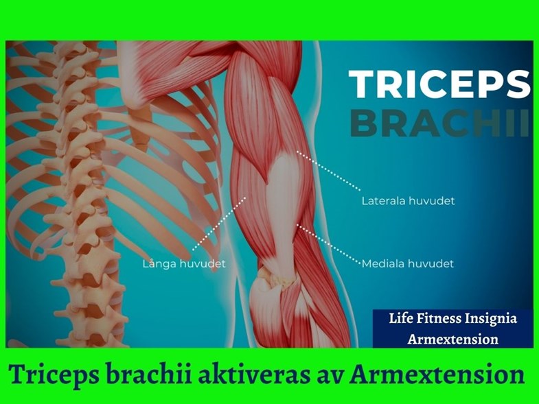 Triceps brachii, eller vardagligt bara triceps, är en trehövdad muskel på överarmens baksida.  Triceps är en muskel. Muskeln kallas trehövdad eftersom den har en infästning i underarmen vid armbågen, men tre olika infästningar i den övre delen.  Den första infästningen är i överarmens övre inre del, den andra i överarmens övre yttre del och den tredje i skulderbladet.  Triceps ser till att armen kan räta ut sig, det vill säga att den är biceps brachiis antagonist. Idrotter som drar fördel av god styrka gällande triceps är bland annat kulstötning, styrkelyft, boxning, bordtennis, golf, tennis, fäktning med mera.